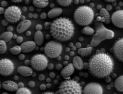 Pollen set med SEM