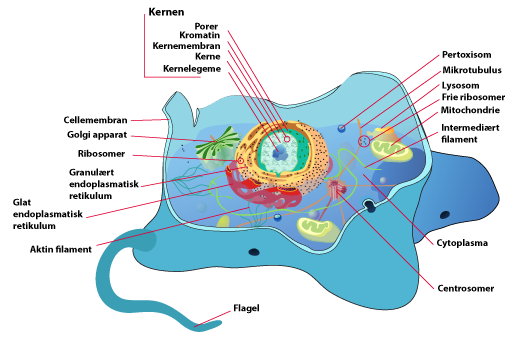 Overblik over en almindelig eukaryotisk celle og dennes bestanddele