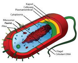 illustration af delene i en almindelig prokaryotisk celle