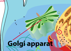 Golgi apperat